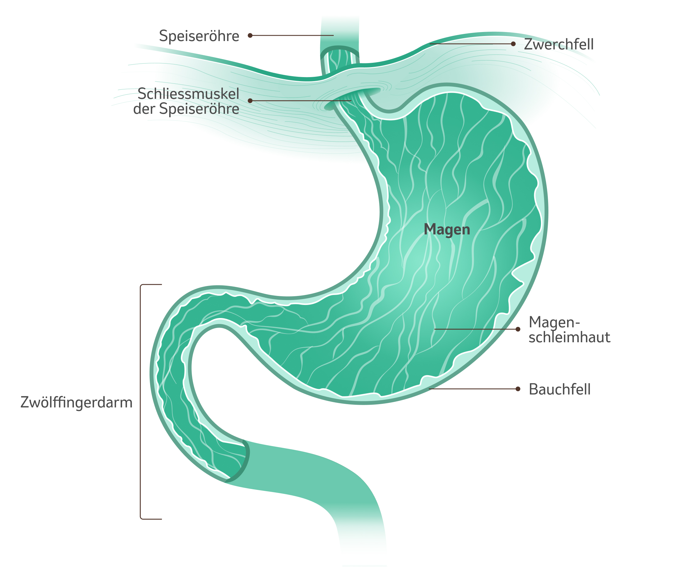 Bild: Menschlicher Magen
