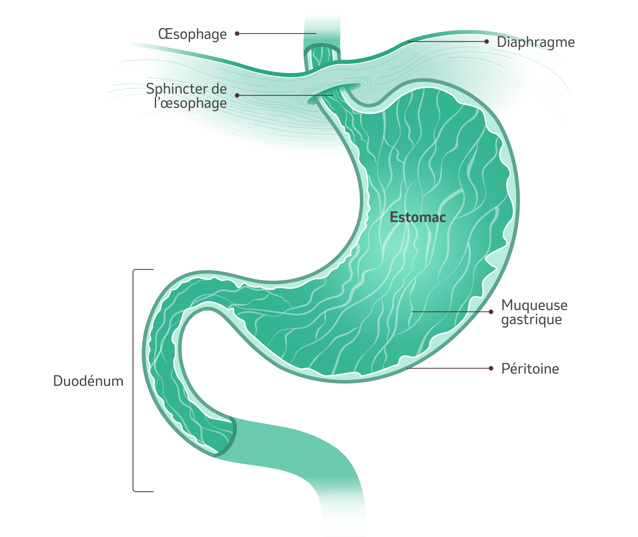 Image : estomac humain