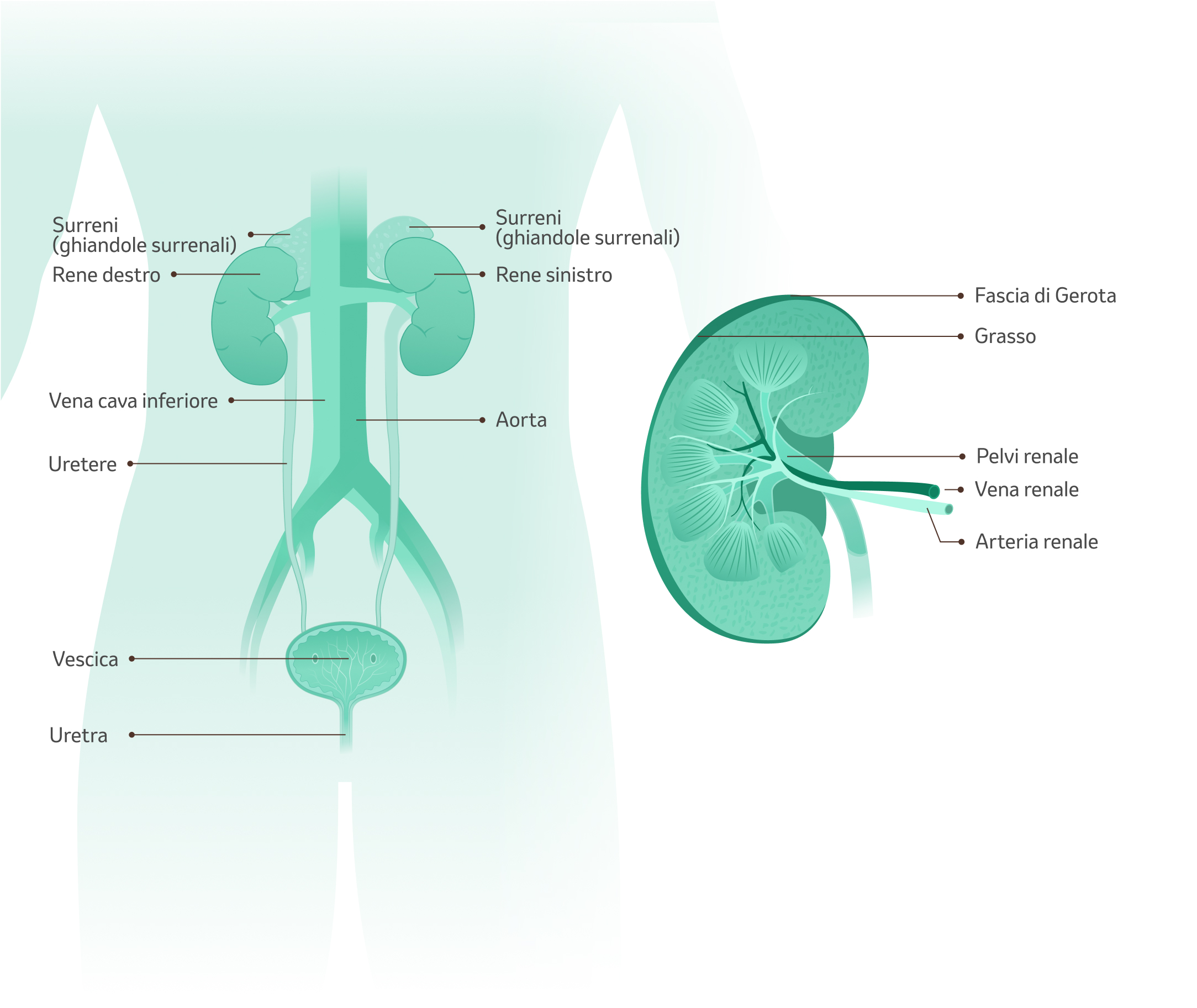 Illustrazione dei reni umani